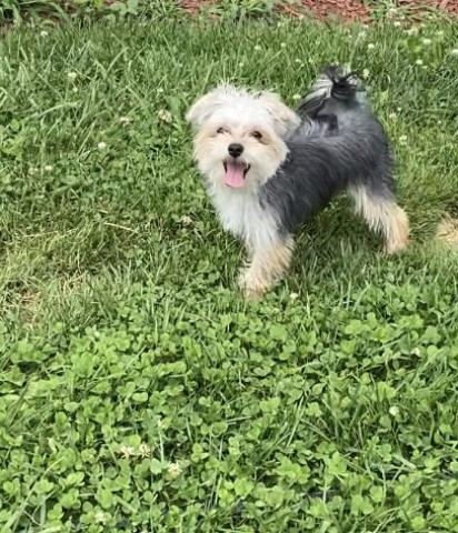 Rowdy is a male Morkie $1000