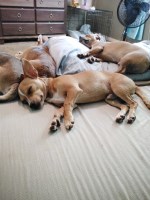 Five full-blooded male Chihuahua puppies — Shreveport — $200 / $375 Chihuahua for sale/adoption