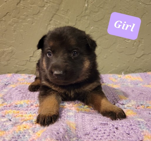 German Shepherd Dog puppy for sale + 62821