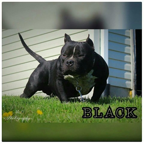 2 males available and 1 female available off (o.g black haze x tank's aries)