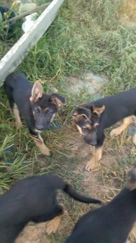 German Shepherd Dog puppy for sale + 46900