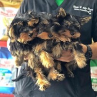 Teacup Yorkie Puppies. Yorkshire Terrier for sale/adoption