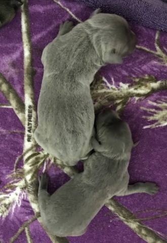 Silver Labrador Puppies