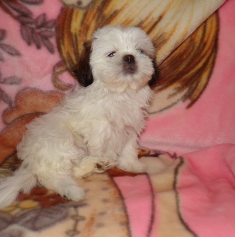 Shih Tzu puppy for sale + 65879