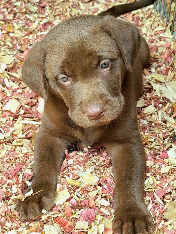 Labrador Retriever puppy for sale + 65751