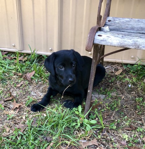 Labrador Retriever puppy for sale + 58647