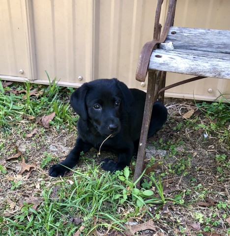 Labrador Retriever puppy dog for sale in Ocala, Florida