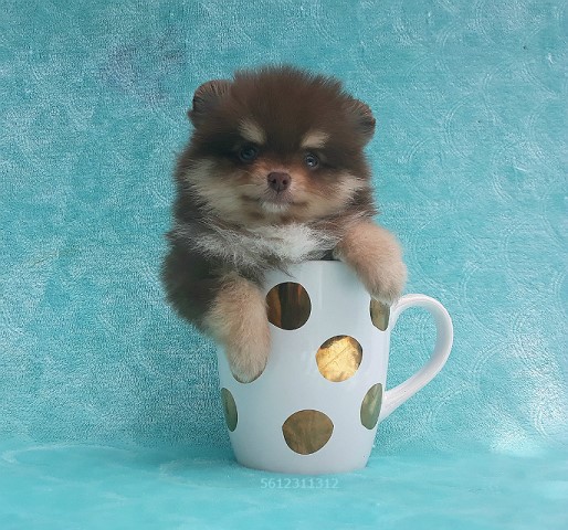 Teacup rare Chocolate and Tan Pomeranian Puppy