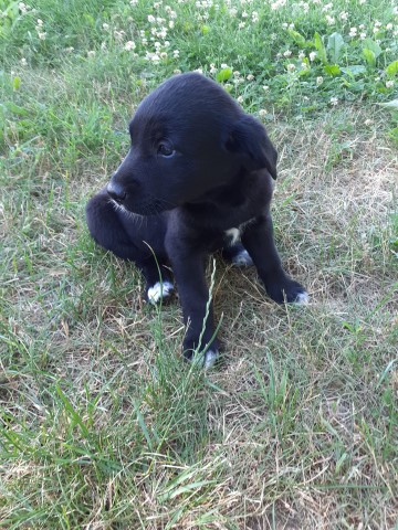 Australian Shepherd Dog puppy for sale + 63620