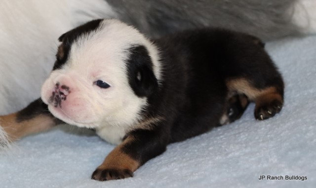 AKC champion lined English Bulldog Puppies