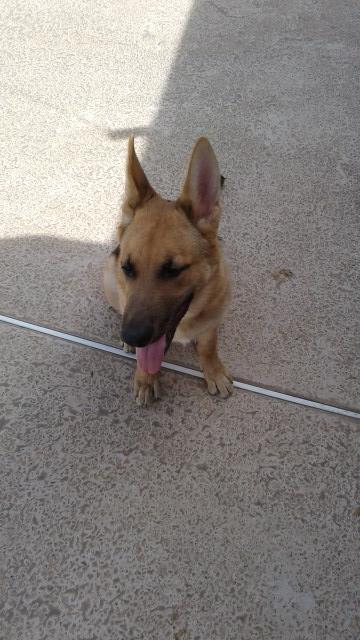 German Shepherd Dog puppy for sale + 49285