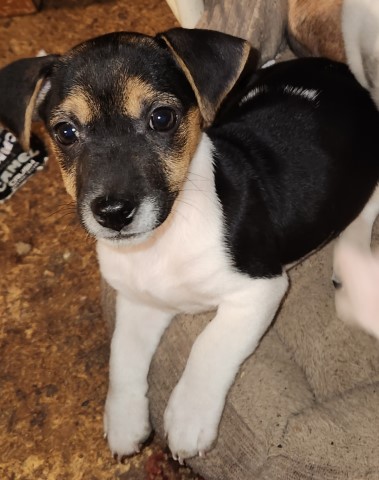 Jack Russell Terriers