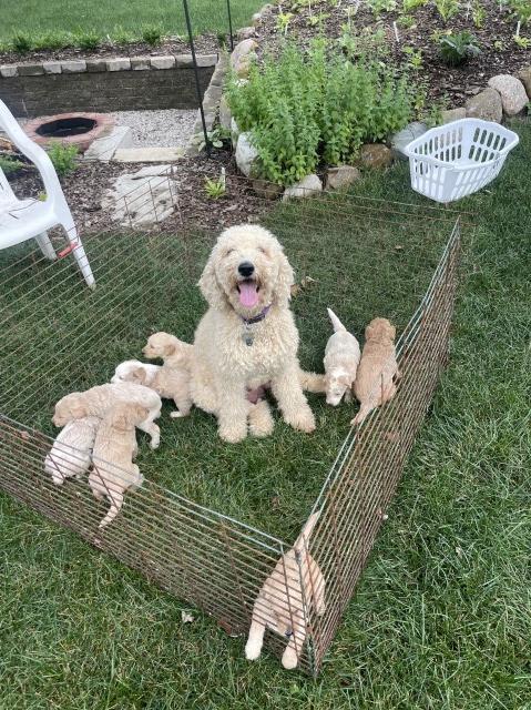 Multigeneration Double Doodles (Goldendoodle Aussiedoodle)