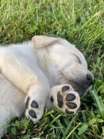 Labrador Retriever Puppies