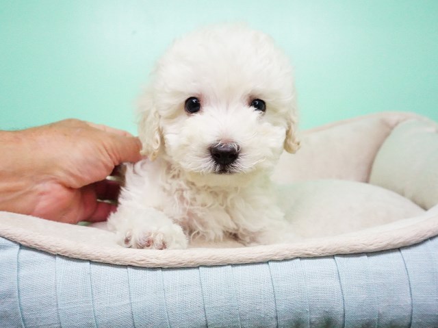 Maltipoo Puppy – Male - Clover ($1,350)