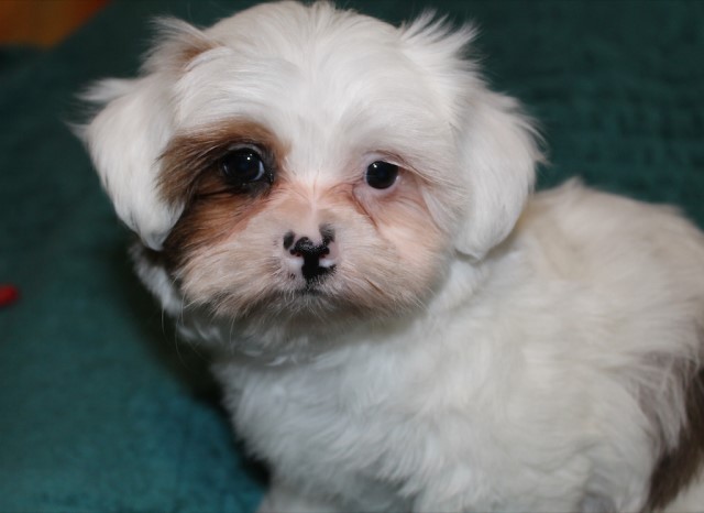 Adorable Shorkie Puppies