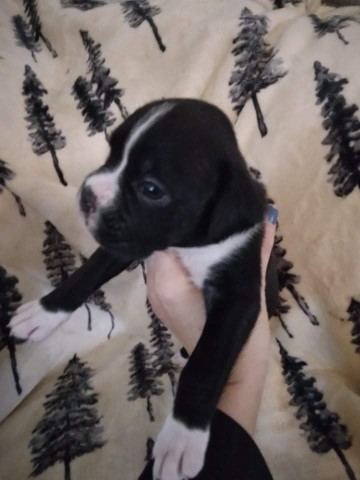 Boxer puppy for sale + 62660