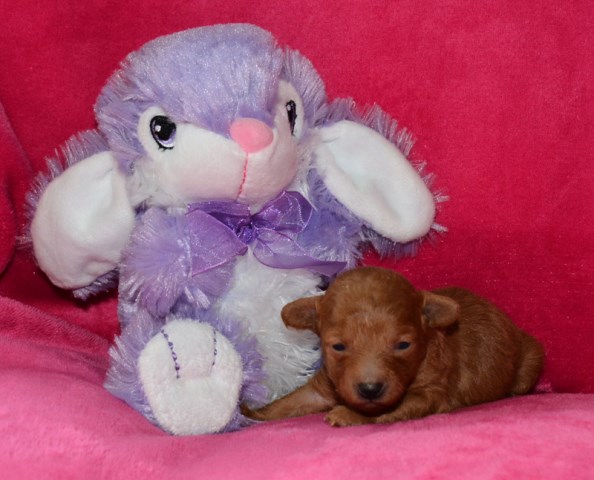 Poodle Toy puppy for sale + 53983