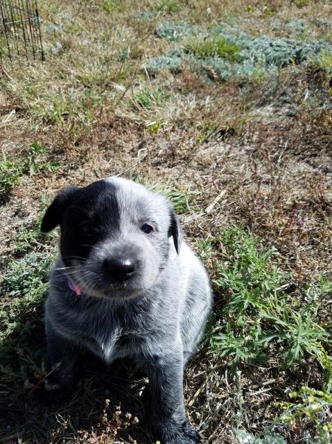 OREO Pure Blue Heeler Puppy