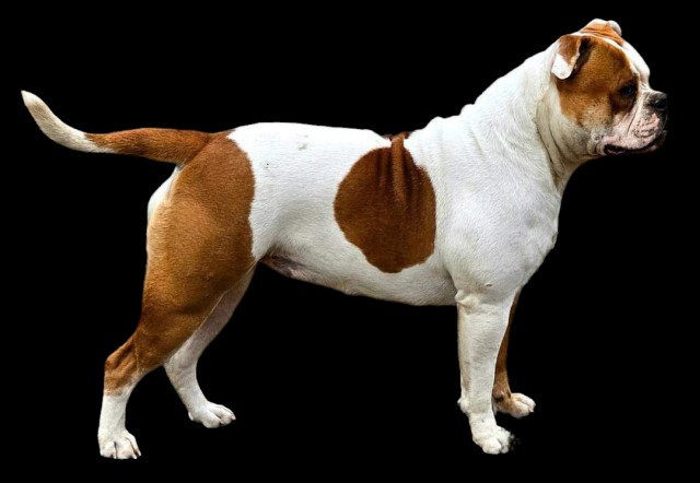 Stunning Female American Bulldog