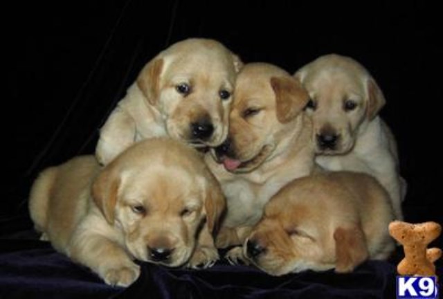 Goldadores Retrievers now available!!! - The best of both worlds - Health Guarantee