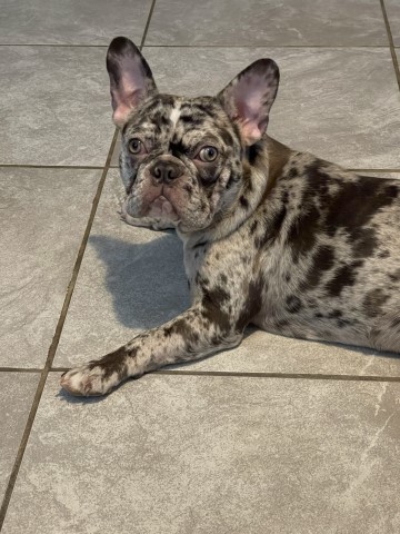 French Bulldog puppy for sale + 64613