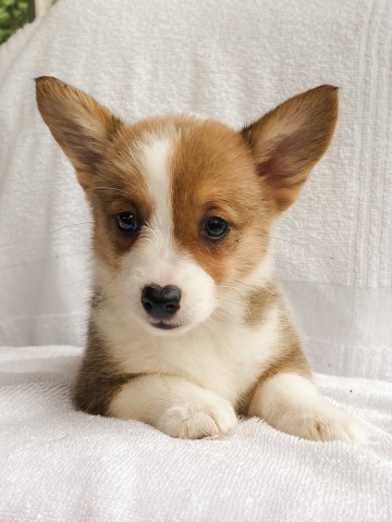 Pembroke Welsh Corgi puppy for sale + 62020