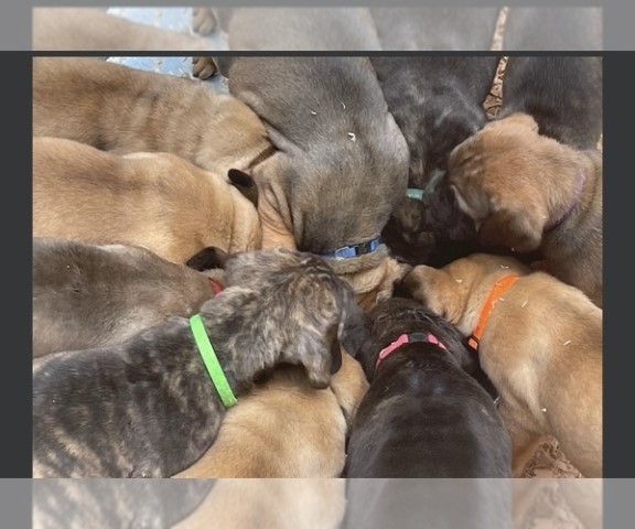 Mastiff Puppies-Cane Corso/Dogue de Bordeaux