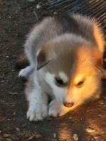 Very sleander, "wolfie" looking!. Native American Indian Dog. Tundra x Grey.  Website American Indian Dog for sale/adoption