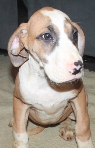 Great Danes and Saint Danes for sale