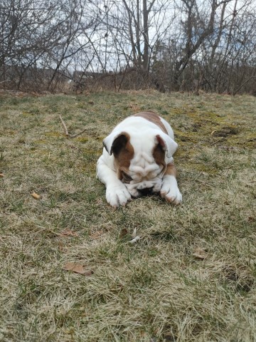 English Bulldog puppy for sale + 65300