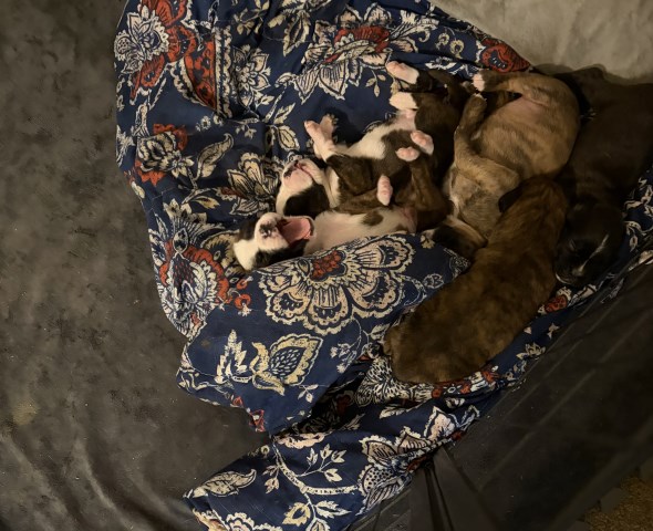 AKC BoxerPuppies For Sale