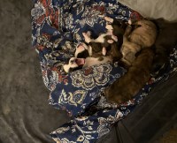 AKC BoxerPuppies For Sale Boxer for sale/adoption