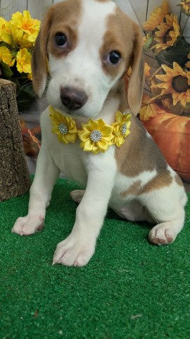 Chicago Beagle Babies. Prespoiled.