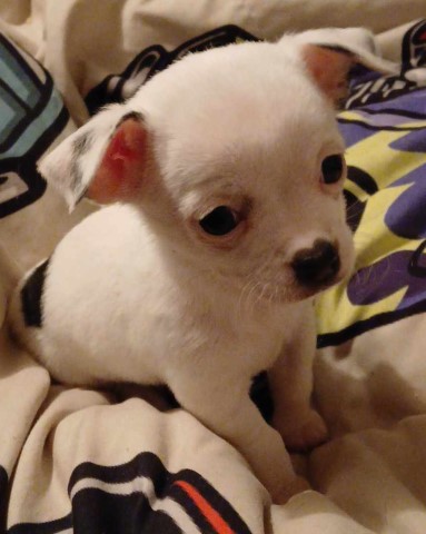 Chihuahua puppy for sale + 66262