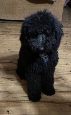 Labradoodle puppy for sale + 63921