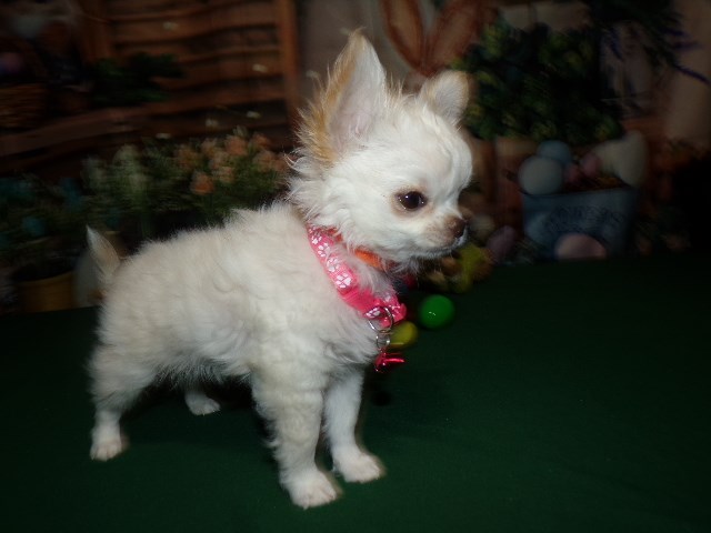 Chihuahua puppy for sale + 66143