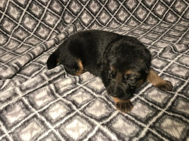 Dark Blue puppy from Christmas Litter EUROPEAN IMPORTED PARENTS
