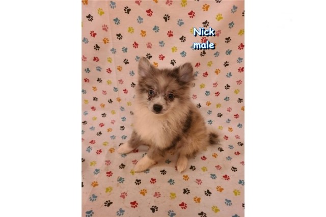 CKC Merle Pomimo Puppies