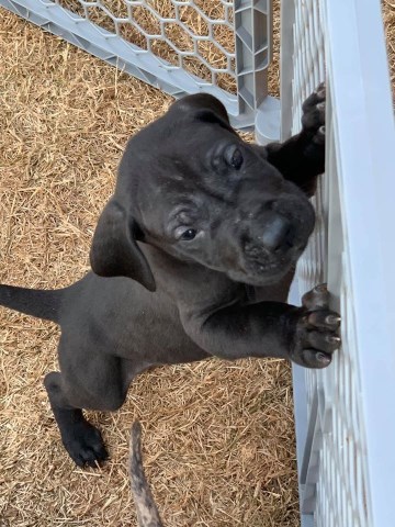 Akc Great Dane puppies for sale