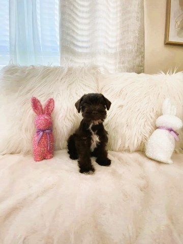 Miniature Schnauzer Female 10 Weeks old - Liver (Chocolate) color