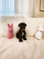 Miniature Schnauzer Female 10 Weeks old - Liver (Chocolate) color Miniature Schnauzer for sale/adoption