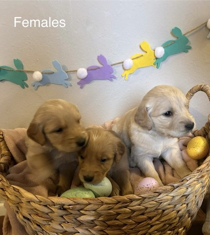 Golden Retriever puppy for sale + 65781