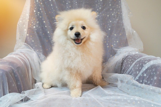 CKC Pomeranian - HART; Male