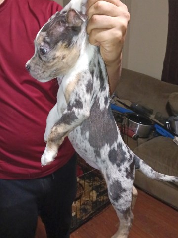 American Bulldog puppy for sale + 67105