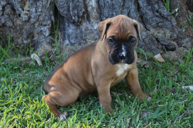 AKC Boxer Puppies!