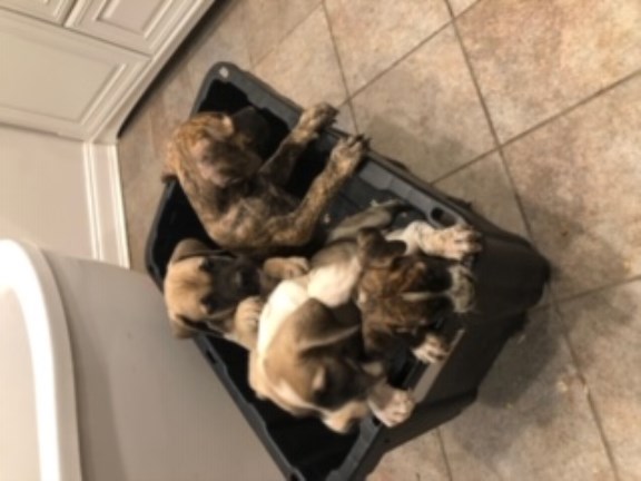 Puppies For Sale Amherst Ny