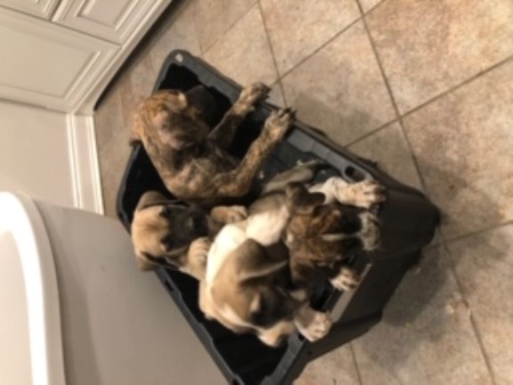 South African Boerboel Puppies