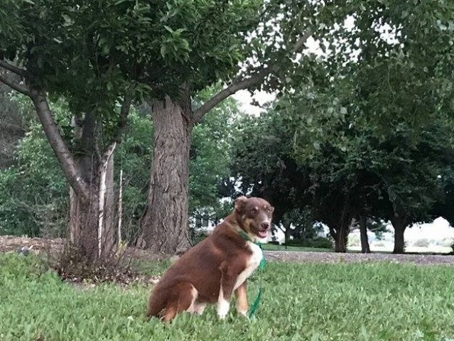 Border Collie puppy for sale + 51427