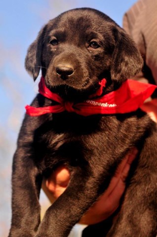 Labrador Retriever puppy for sale + 57712